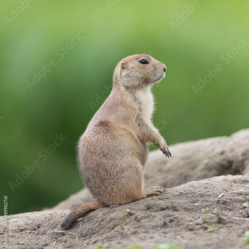 Black-tailed prairie dog  (Cynomys ludovicianus)
