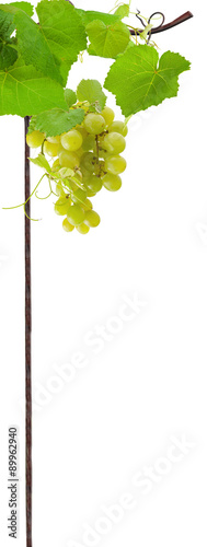 grappe de raisin blanc sur treille métallique, fond blanc photo