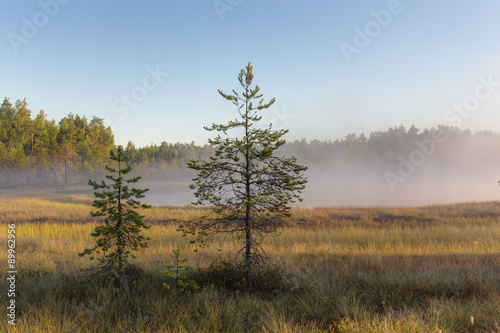 pine trees in the swamp