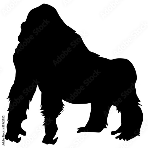 gorilla