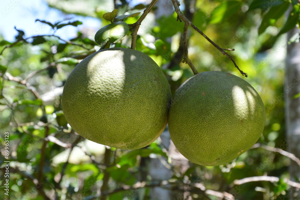 grapefruit on the branch in the farm