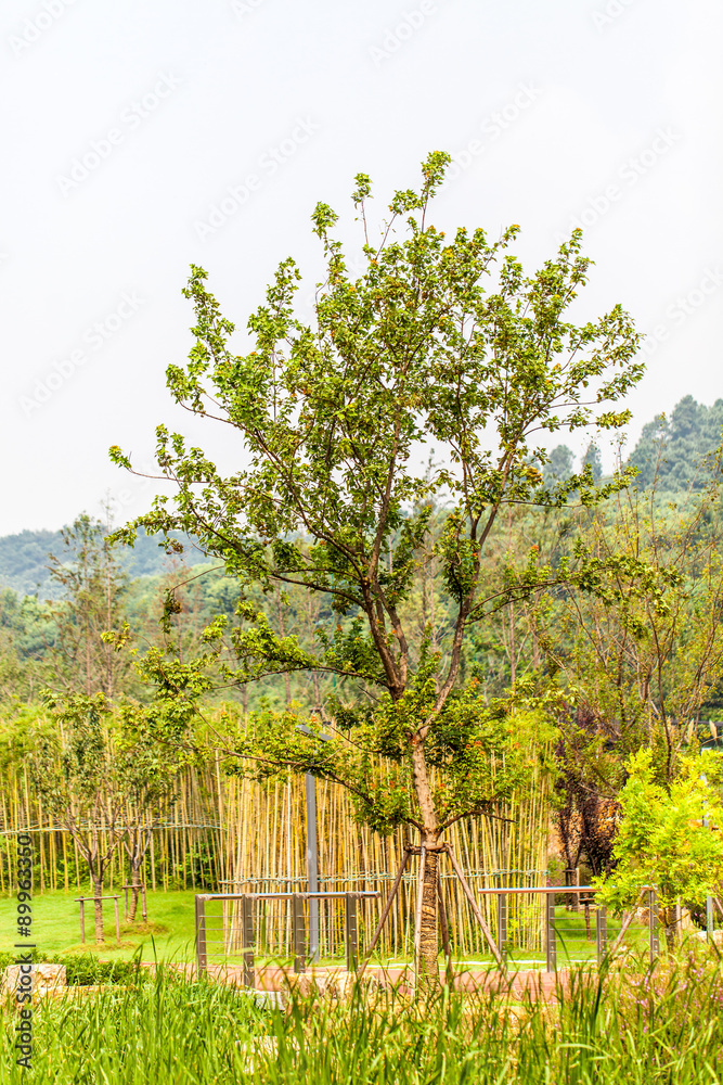 Obraz premium Park in Jiangyin