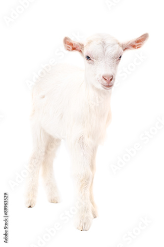 Portrait of a goat, standing in full length