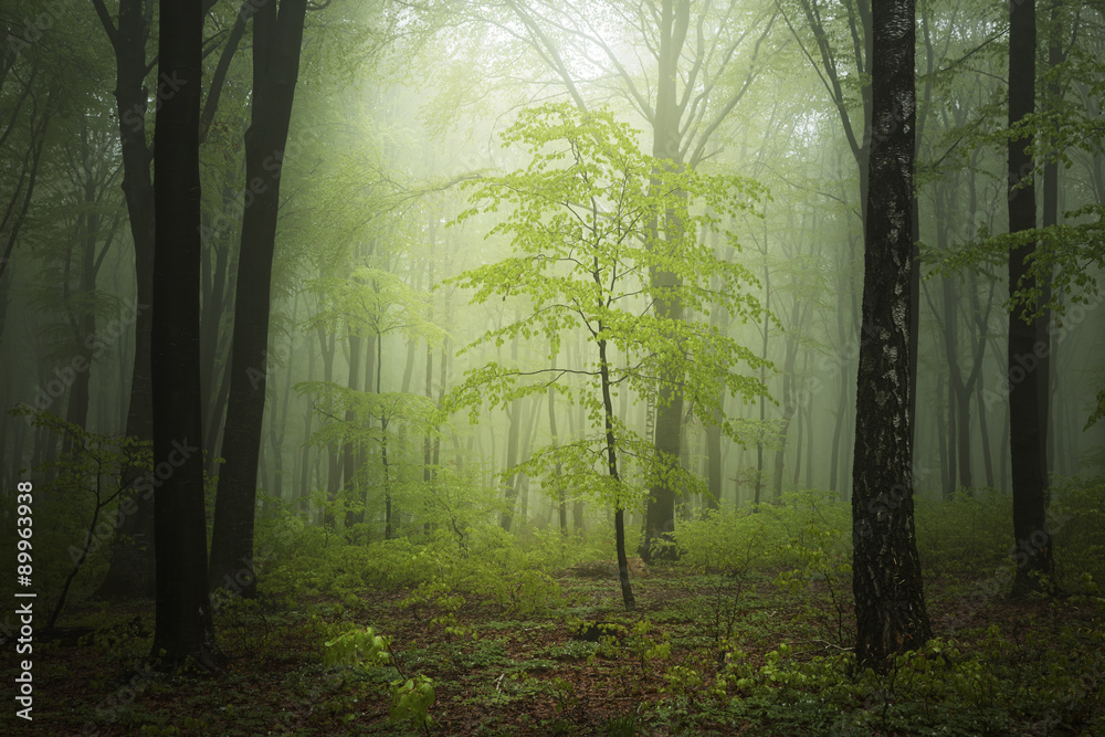 Fantasy forest in fog