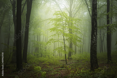 Fantasy forest in fog