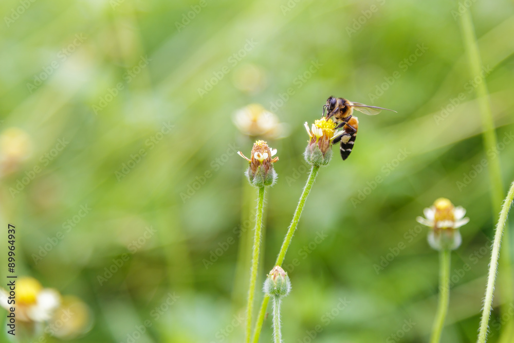 Bee on the tridax procumbens Bee on the tridax procumbens