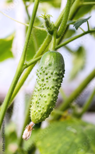 Cucumber in a greenhouse