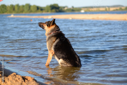 German shepherd jumping into the water on his hind legs with an
