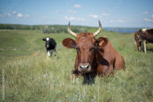 Cows in the Meadow