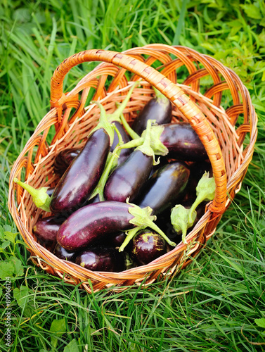 Fresh eggplant in basket on grass
