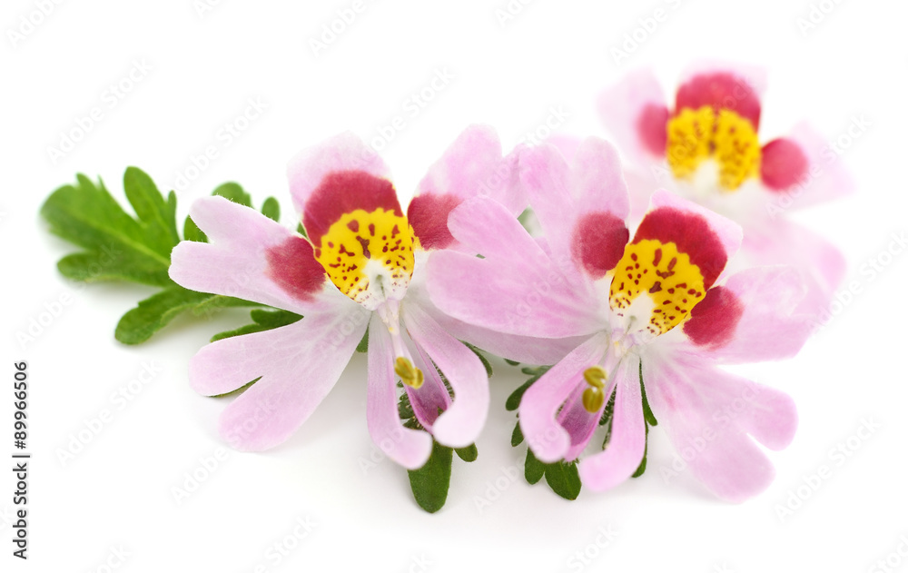 Three flowers
