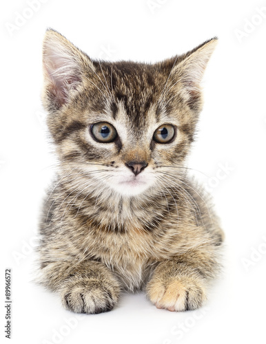 Kitten on a white background