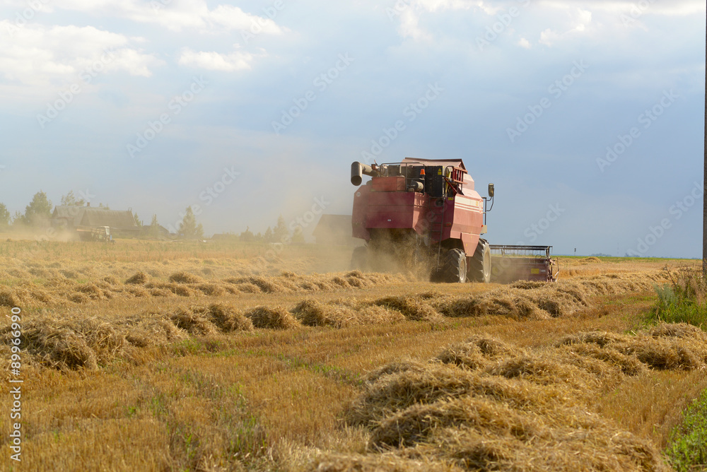 Fototapeta premium harvester reaps wheat in a field