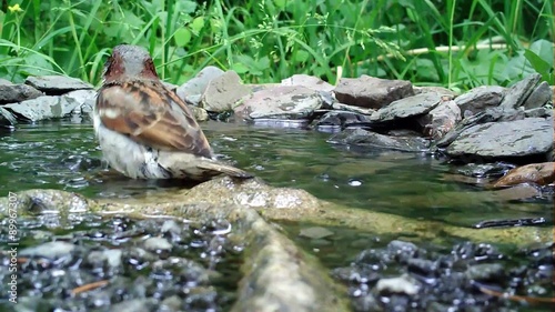 haussperling, house parrow, passer domesticus, männchen, badet,  photo