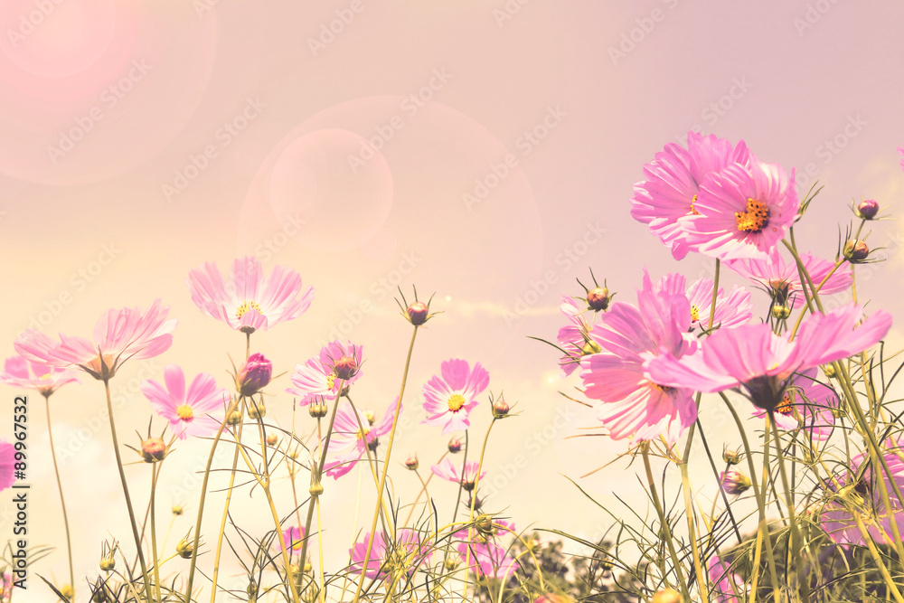 Pink cosmos flower fields, retro fancy background.