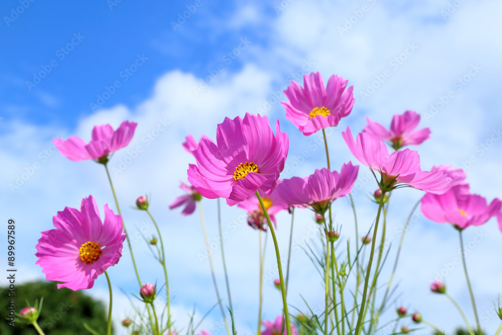 Pink cosmos in flowers fields.