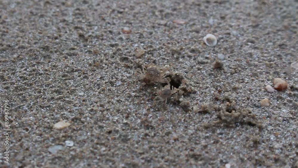 Small crab making small sand balls around its burrow, Thailand. Accelerated video Small crab making small sand balls around its burrow, Thailand. Accelerated video