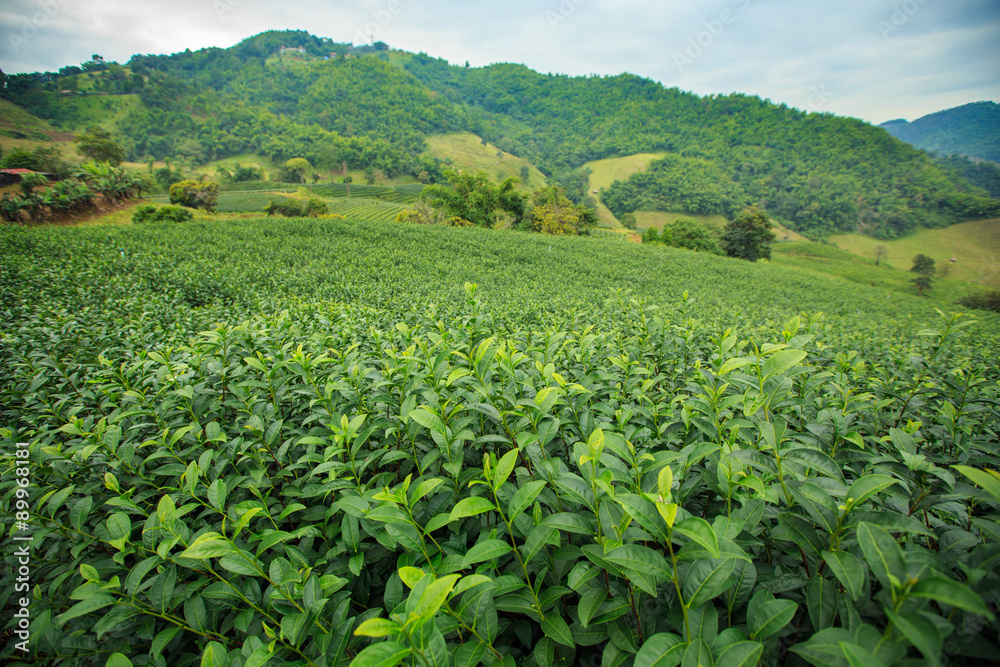 Green tea farm with blue sky background