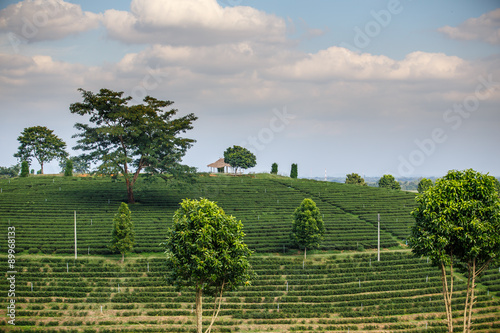 Tea plantation landscape with blue sky background at Chouifong T photo