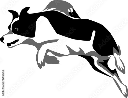 border collie jumping
