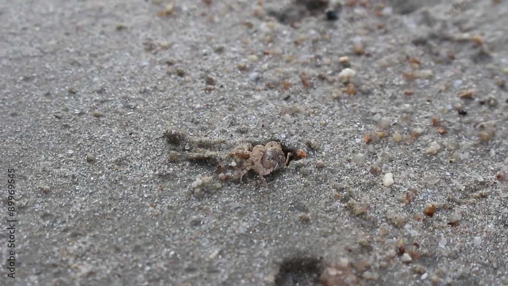 Small crab making small sand balls around its burrow, Thailand. Accelerated video Small crab making small sand balls around its burrow, Thailand. Accelerated video