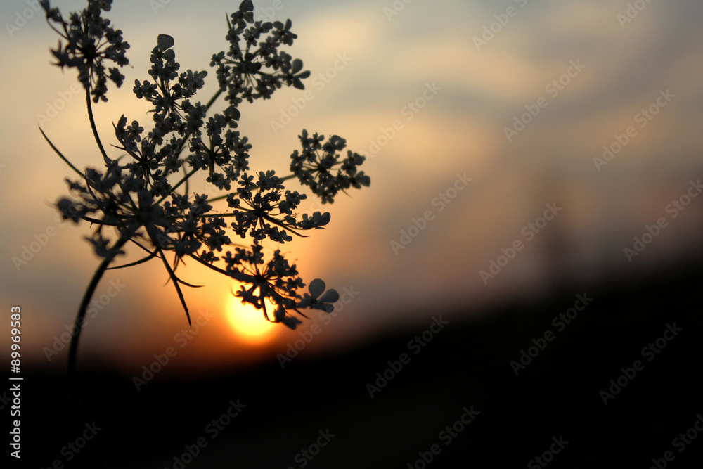 Obraz premium Evening in the forest. Sunset late at night in the woods. 