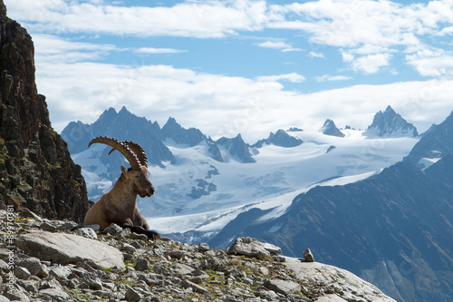 Bouquetin , Massif du Mont-Blanc , alpes , France photo