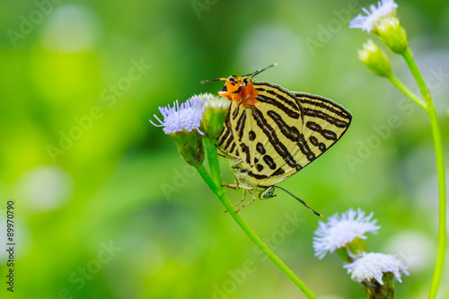 Beautiful butterfly photo