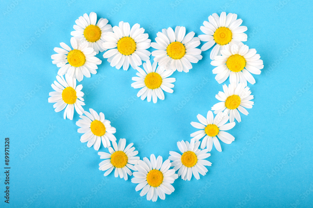 Obraz premium Chamomile heart on blue background
