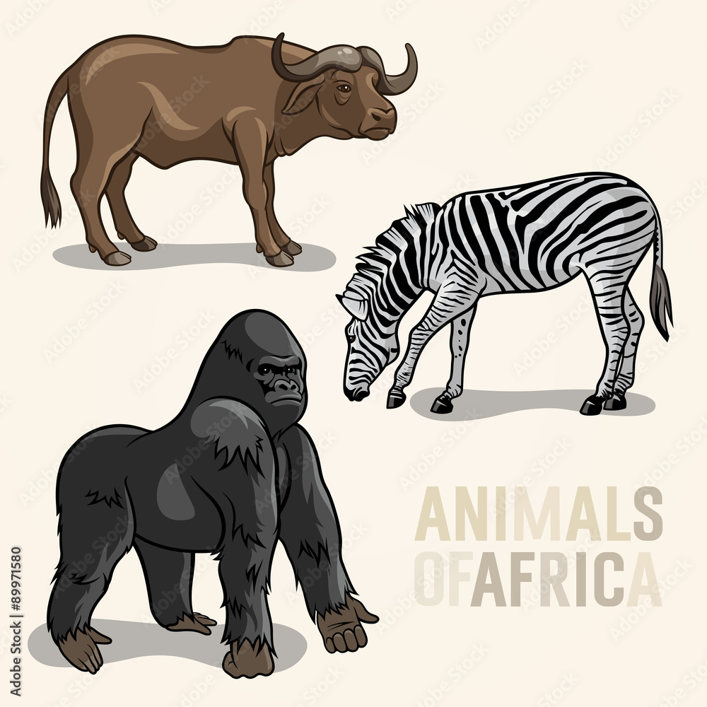 Fototapeta premium African Animals 002