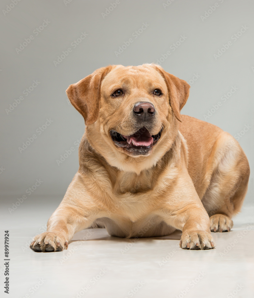 Labrador sitting in front of gray background Labrador sitting in front of gray background