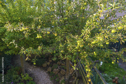 Fototapeta Naklejka Na Ścianę i Meble -  Apples in a fruit tree in sunlight in summer