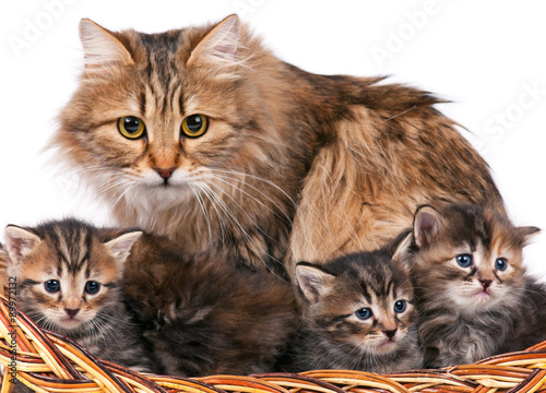 Quadro em tela Siberian kittens