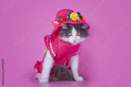 Cat in fashionable dress on a pink background isolated