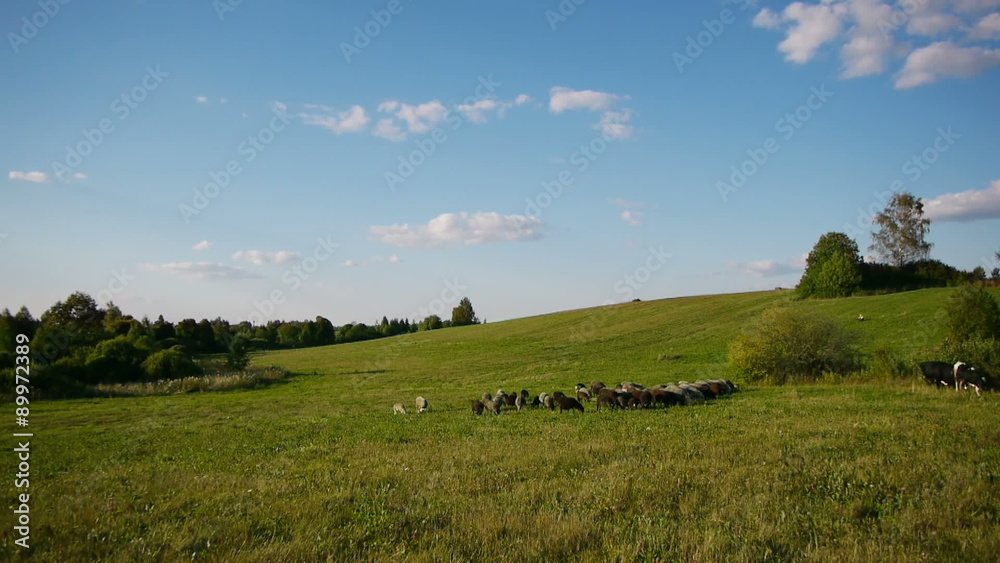 Landscape shot of herd of sheeps grazing on green field
Landscape shot of herd of sheeps grazing on green field