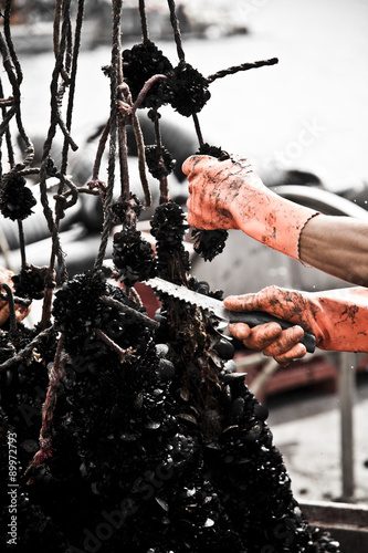 Production of oysters in Etang de Diane, the east coast of Corsica, France, Europe