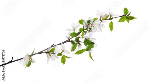 cherry tree blossoming branch with bright small leaves