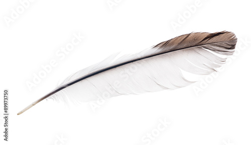light isolated feather with brown edge