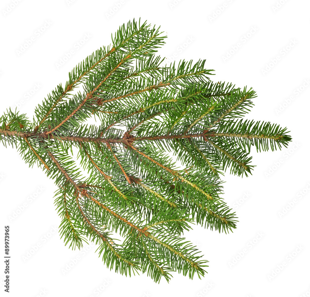 green lush isolated fir branch green lush isolated fir branch
