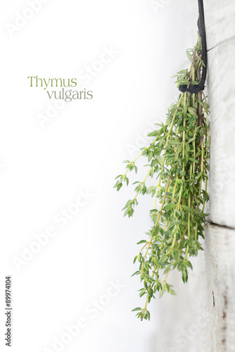 fresh green thyme, Thymus vulgaris, hanging to dry on a bright w