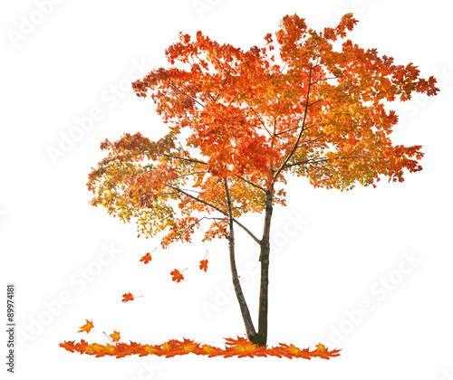 autumn red maple tree with falling leaves
