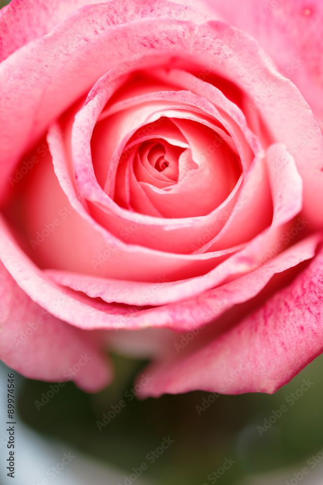薔薇の花 薔薇の花