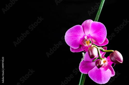 Fototapeta Naklejka Na Ścianę i Meble -  Small purple orchid