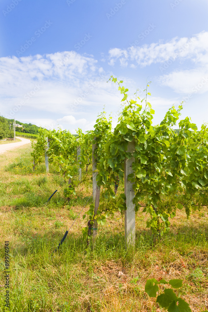 Naklejka premium Growing grape vines