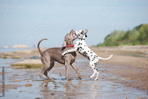 two dogs playing together on the beach