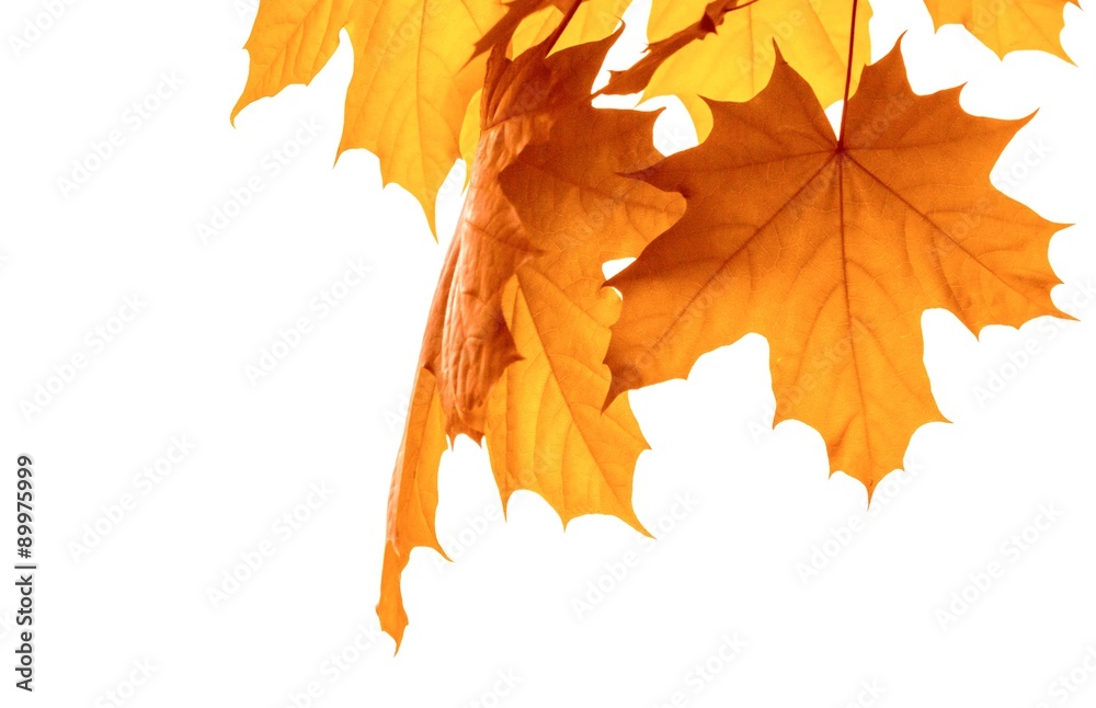 Wunschmotiv: Herbstblätter freigestellt #89975999