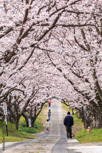 桜のアーチ＠佐賀県武雄市