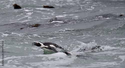 Swimming African penguins  spheniscus demersus   also known as the jackass penguin and black-footed penguin is a species of penguin. Cape Town  South Africa.  