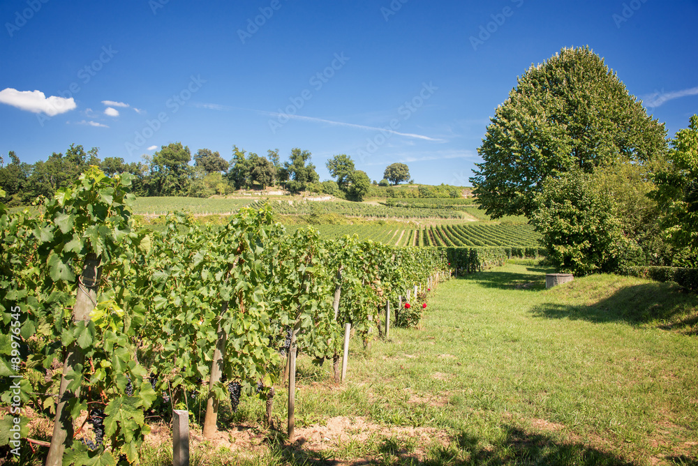 Vineyard landscape of Saint Emilion, Bordeaux, France
