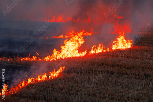 flame burns dry field fire